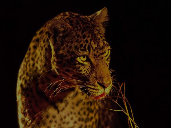 Simbambili Game Lodge - Wildlife 